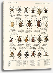 Постер Годман Фредерик Insecta Coleoptera Pl 157