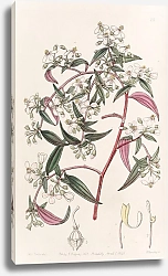 Постер Эдвардс Сиденем Rose-coloured Centradenia