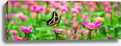 Постер Жёлтая бабочка в поле розовых цветов