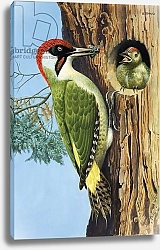 Постер Дэвис Р. (жив, дет) Woodpecker