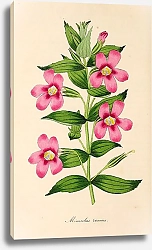 Постер Mimulus roseus