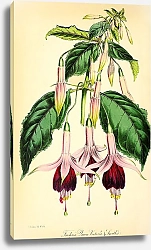 Постер Seedling Fuchsia