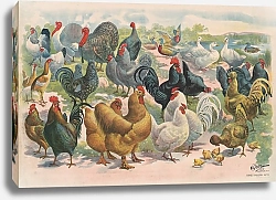 Постер Курьер Лито Ко. Poultry