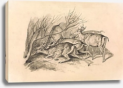 Постер Ховитт Самуэль Deer Before a Thicket