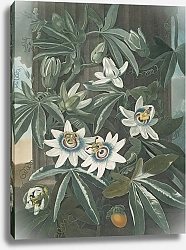 Постер Торнтон Роберт Голубой страстоцвет