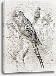 Постер Budgerigar (Melopsittacus undulatus). Created by Kretschmer and Jahrmargt, published on Merveilles d