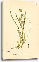 Постер English Botany №223