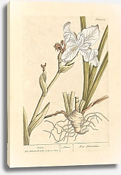 Постер Блэквелл Элизабет Апельсиновый цвет