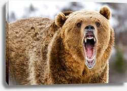 Постер Ревущий медведь