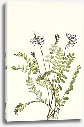 Постер Уолкотт Мари Alpine Milkvetch. Astragalus alpinus