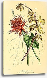 Постер Waitesia picta, Anguria Makoyana