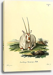Постер Саблерогая антилопа орикс