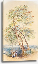 Постер Лир Эдвард Tree Study, Trichinopoly, India