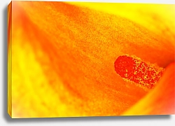 Постер Цветок каллы. Макро
