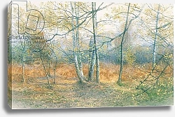 Постер Бенингфилд Гордон (1936-98) Autumn: an Oak wood, from source unknown