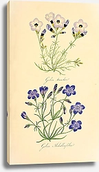 Постер Lilia tricolor, Lilia Achilleaefolia