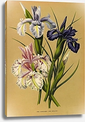 Постер Арендсен Арентина Ирис мечевидный