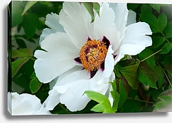 Постер Цветущий белый пион в саду