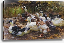 Постер Кестер Александр Мои утки