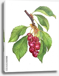 Постер Ягоды черной вишни на ветке