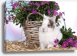 Постер Белый кролик и тюльпаны