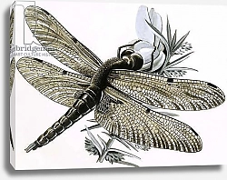 Постер Дэвис Р. (жив, дет) The dragonfly