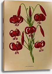 Постер Арендсен Арентина Лилия халцедонская