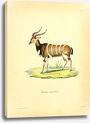 Постер Африканская винторогая антилопа