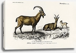 Постер Дикая коза (Capra Aegagrus)