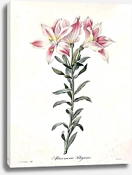 Постер Цветы Альстромерия