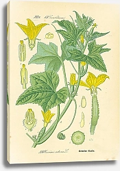 Постер Cucurbitaceae, Cucumis sativus