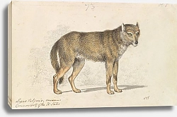Постер Смит Чарльз Гамильтон The Gray Wolf