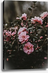 Постер Куст розовых цветов
