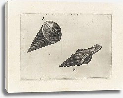 Постер Холлар Вецеслаус (грав) Telescope shell and nicobar spindle shell