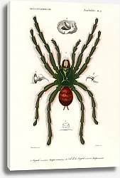 Постер Розовый тарантул (Mygalomorphae)