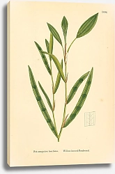 Постер English Botany №229