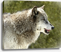 Постер Портрет волка в профиль