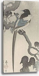 Постер Косон Охара Magpie on tree branch