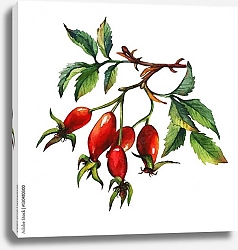 Постер Веточка собачьей ягоды с 5 ягодами