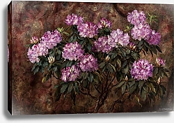 Постер Эйсмонд Фрэнсис Rododendrony