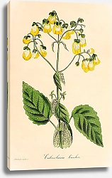 Постер Calceolaria bicolor