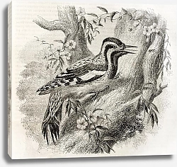 Постер Woodpecker in North America(Sphyrapicus varius). Created by Freeman, published on Magasin Pittoresqu