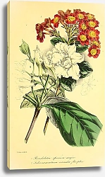 Постер Rondeletia speciosa major, Tabernaemontana coronata flor plen