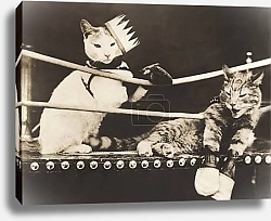 Постер Winner cat with knocked out partner