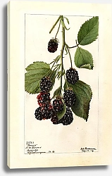 Постер Пассмор Дебора Ежевика: Воздуходувки