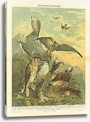 Постер Немецкие хищные птицы 1