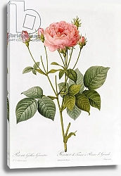 Постер Редюти Пьер Rosa Gallica Granatus, from 'Les Roses', vol II, 1821
