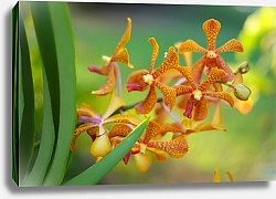 Постер Орхидея 2