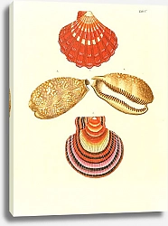 Постер Морские раковины 005