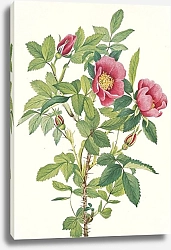 Постер Уолкотт Мари Роза Буржуа. Роза бургуазиана